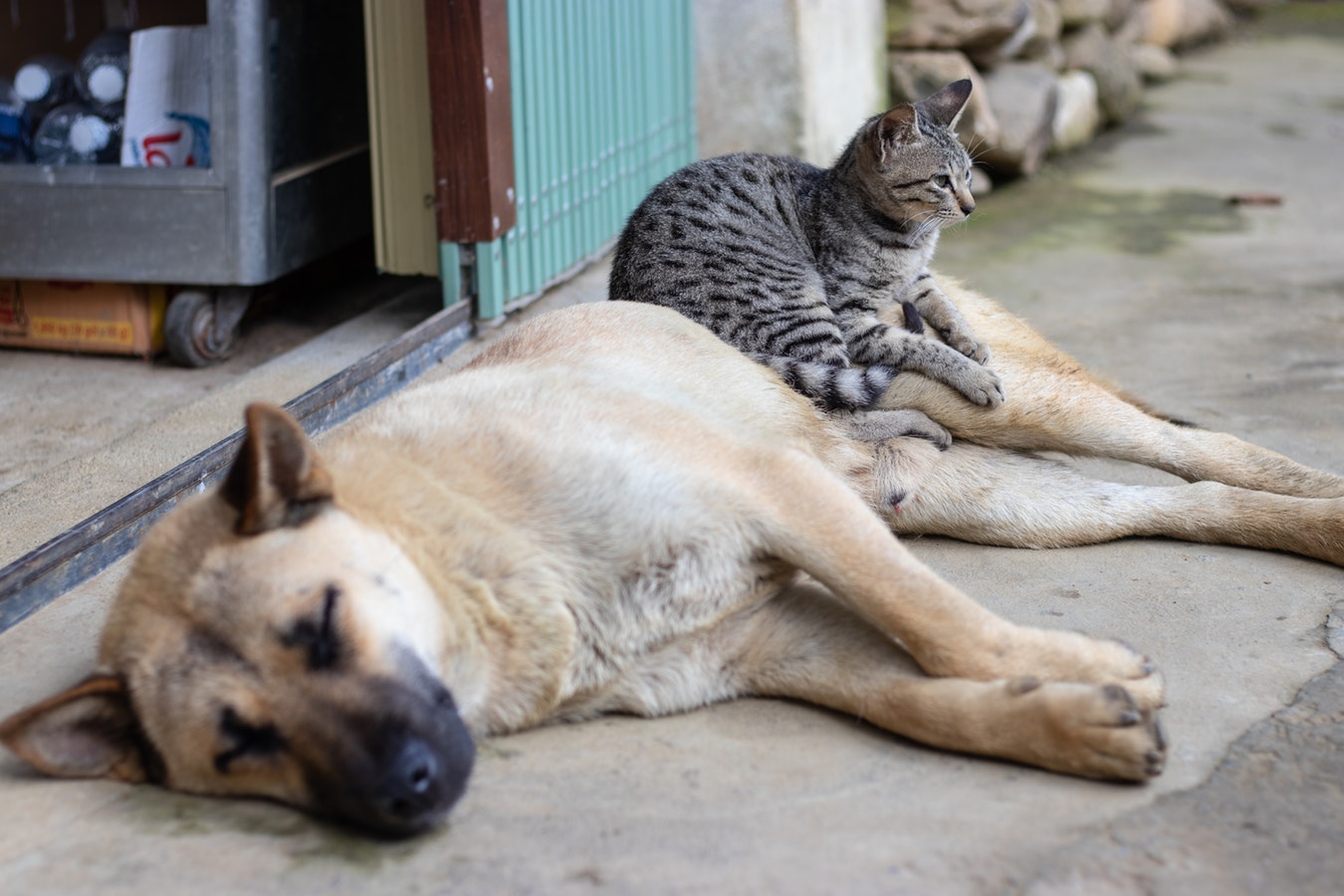 gatto su cane.jpg